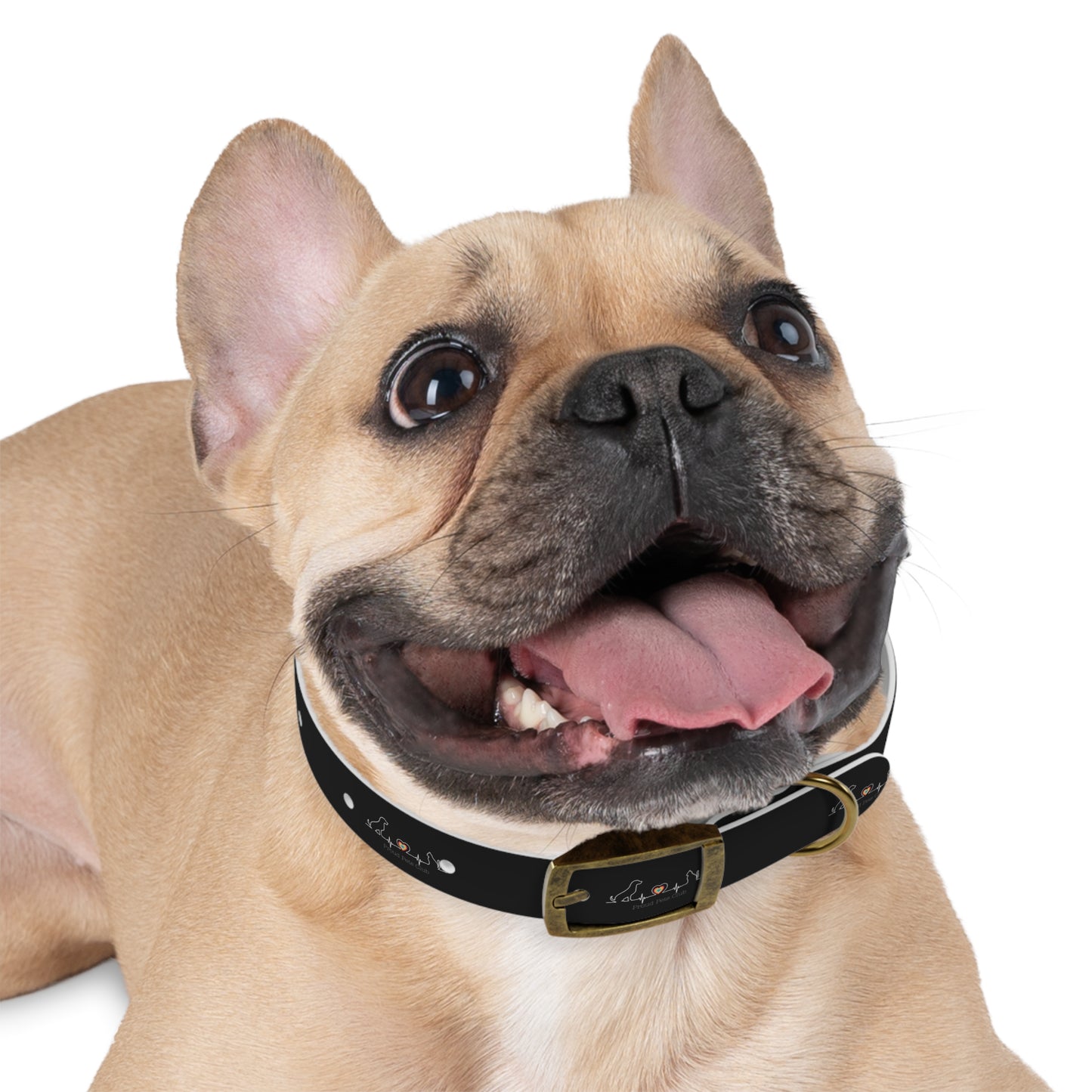 Dog Collar - LGBTQ Proud Pets Club Collar for Pet Dog in LGBTQ Family