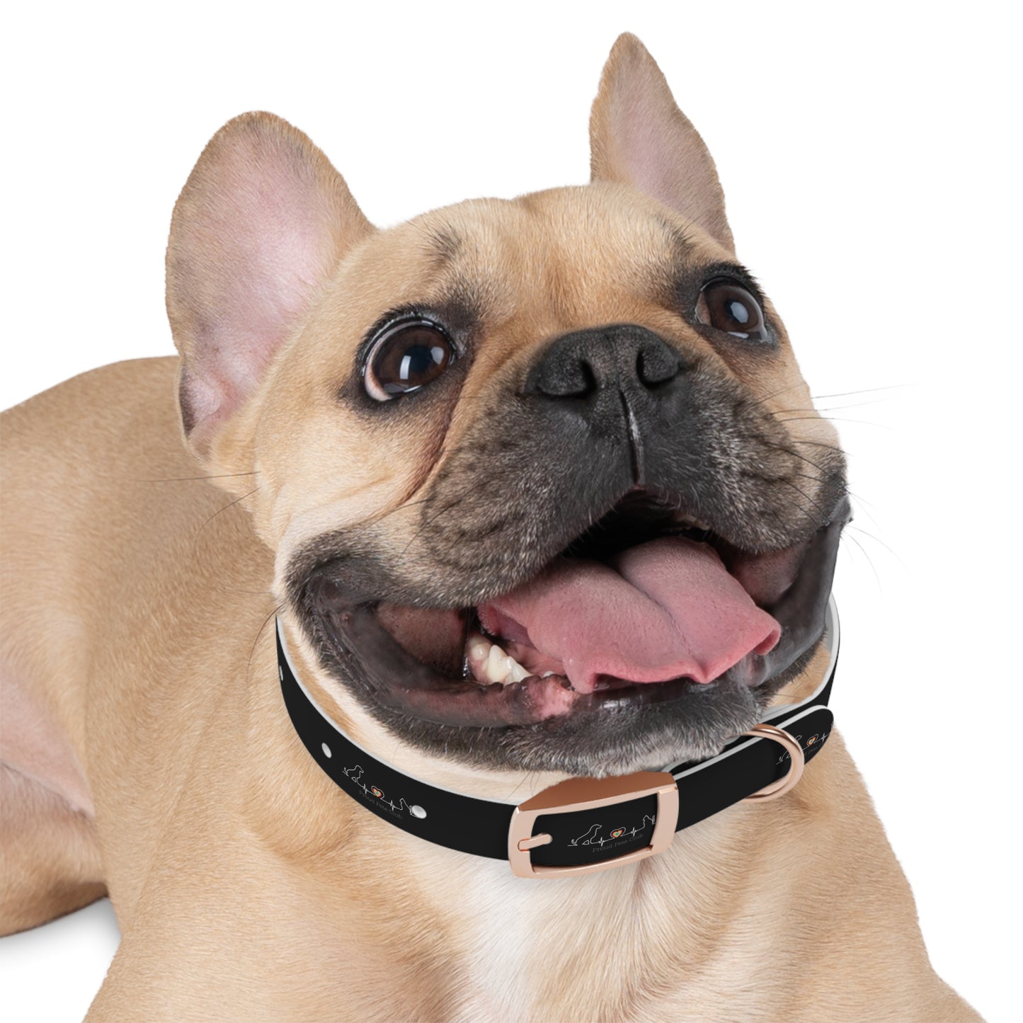 Dog Collar - LGBTQ Proud Pets Club Collar for Pet Dog in LGBTQ Family