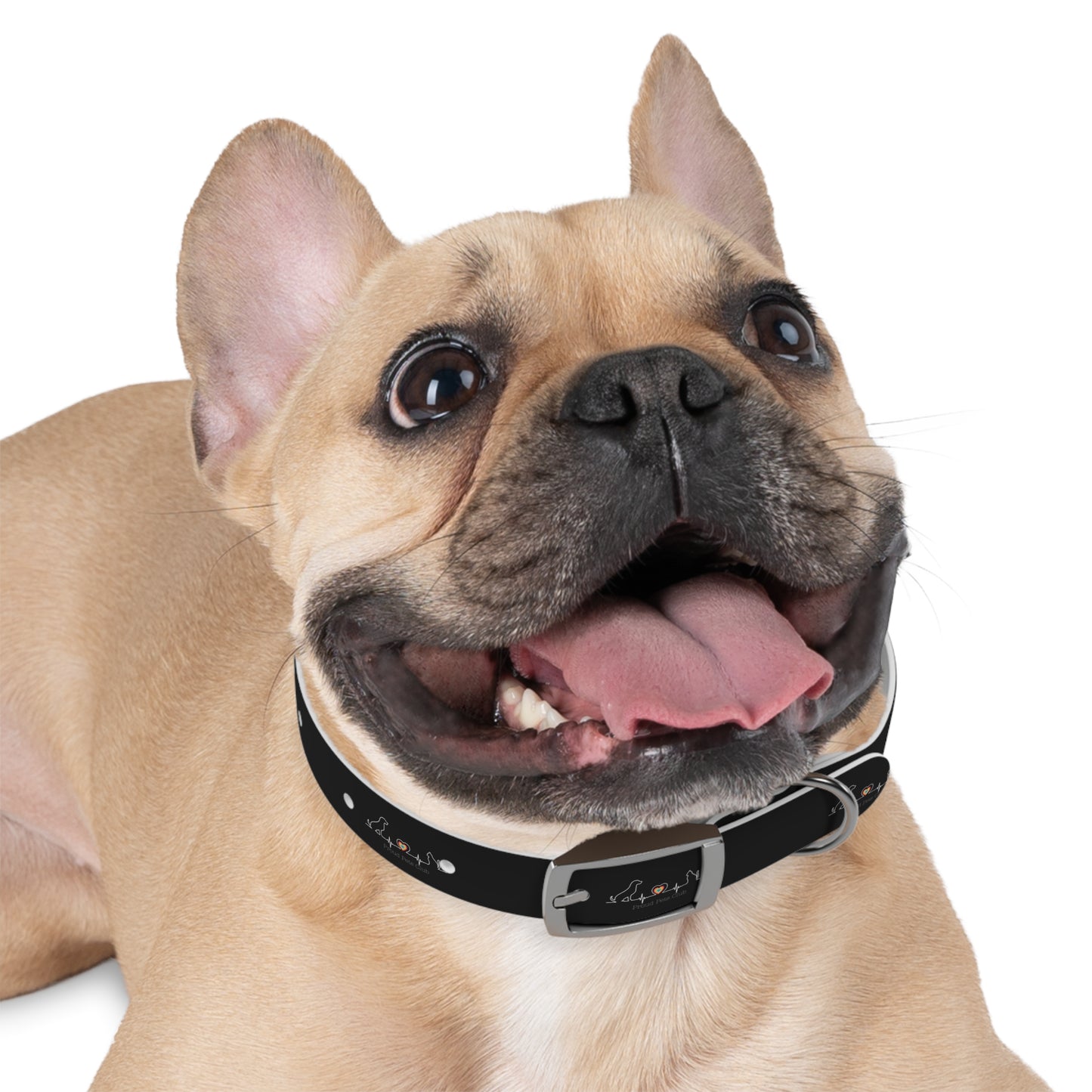 Dog Collar - LGBTQ Proud Pets Club Collar for Pet Dog in LGBTQ Family
