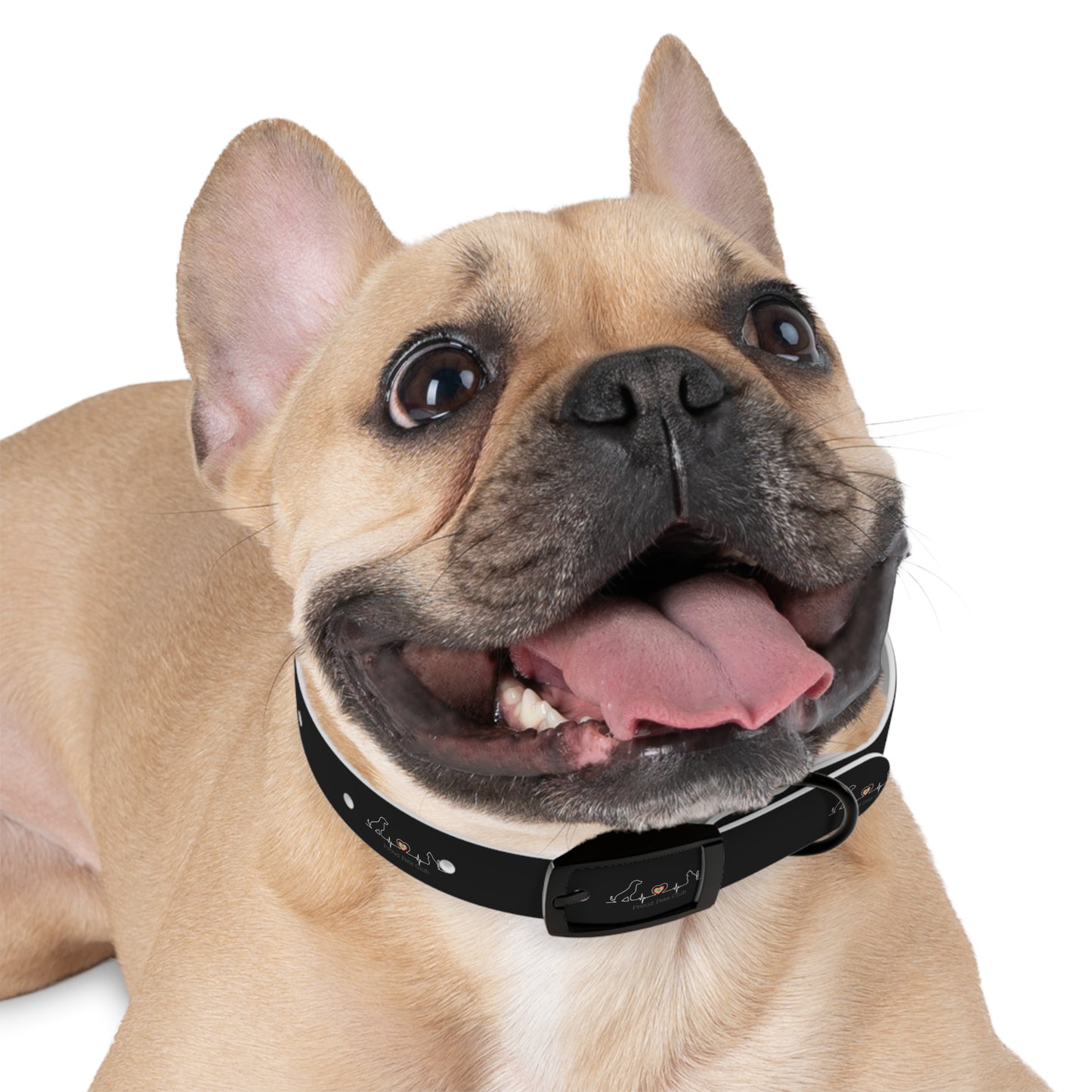 Dog Collar - LGBTQ Proud Pets Club Collar for Pet Dog in LGBTQ Family